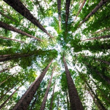 16.000 BOMEN GEPLANT